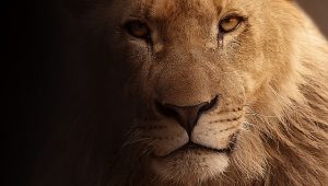 Positive and negative effects of keeping a wild animal